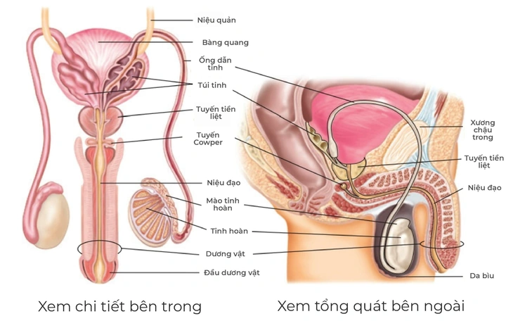 Hình Ảnh Bộ Phận Sinh Dục Nam Giới: Cấu Trúc Chi Tiết, Chức Năng & Thông Tin Y Khoa Dành Cho Người Truy Cập Hình Ảnh Bộ Phận Sinh Dục Nam Giới: Cấu Trúc Chi Tiết, Chức Năng & Thông Tin Y Khoa Dành Cho Người Truy Cập