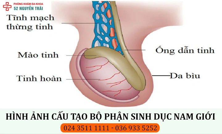 Hình Ảnh Bộ Phận Sinh Dục Nam Giới: Cấu Trúc Chi Tiết, Chức Năng & Thông Tin Y Khoa Dành Cho Người Truy Cập Hình Ảnh Bộ Phận Sinh Dục Nam Giới: Cấu Trúc Chi Tiết, Chức Năng & Thông Tin Y Khoa Dành Cho Người Truy Cập