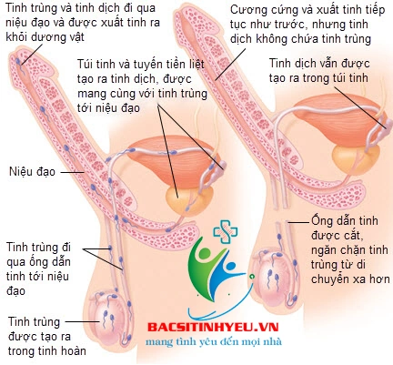Hình Ảnh Bộ Phận Sinh Dục Nam Giới: Cấu Trúc Chi Tiết, Chức Năng & Thông Tin Y Khoa Dành Cho Người Truy Cập Hình Ảnh Bộ Phận Sinh Dục Nam Giới: Cấu Trúc Chi Tiết, Chức Năng & Thông Tin Y Khoa Dành Cho Người Truy Cập