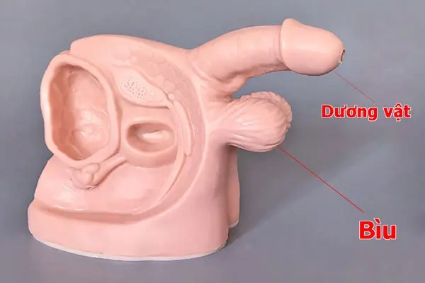 Hình Ảnh Bộ Phận Sinh Dục Nam Giới: Cấu Trúc Chi Tiết, Chức Năng & Thông Tin Y Khoa Dành Cho Người Truy Cập Hình Ảnh Bộ Phận Sinh Dục Nam Giới: Cấu Trúc Chi Tiết, Chức Năng & Thông Tin Y Khoa Dành Cho Người Truy Cập