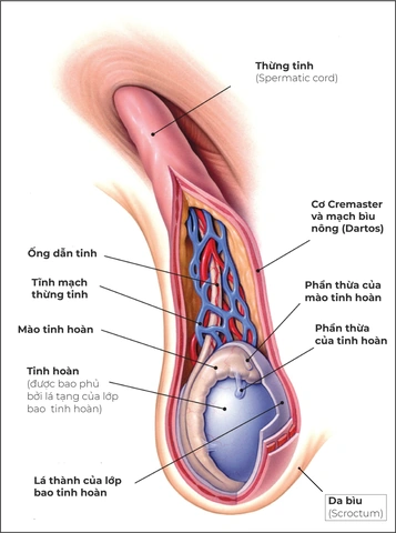 Hình Ảnh Bộ Phận Sinh Dục Nam Giới: Cấu Trúc Chi Tiết, Chức Năng & Thông Tin Y Khoa Dành Cho Người Truy Cập Hình Ảnh Bộ Phận Sinh Dục Nam Giới: Cấu Trúc Chi Tiết, Chức Năng & Thông Tin Y Khoa Dành Cho Người Truy Cập
