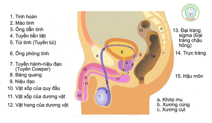 Hình Ảnh Bộ Phận Sinh Dục Nam Giới: Cấu Trúc Chi Tiết, Chức Năng & Thông Tin Y Khoa Dành Cho Người Truy Cập Hình Ảnh Bộ Phận Sinh Dục Nam Giới: Cấu Trúc Chi Tiết, Chức Năng & Thông Tin Y Khoa Dành Cho Người Truy Cập