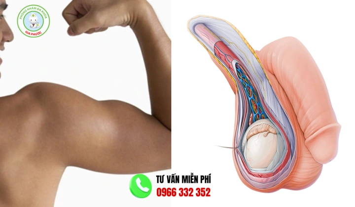 Hình Ảnh Bộ Phận Sinh Dục Nam Giới: Cấu Trúc Chi Tiết, Chức Năng & Thông Tin Y Khoa Dành Cho Người Truy Cập Hình Ảnh Bộ Phận Sinh Dục Nam Giới: Cấu Trúc Chi Tiết, Chức Năng & Thông Tin Y Khoa Dành Cho Người Truy Cập