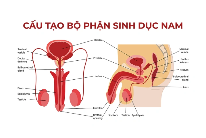 Hình Ảnh Bộ Phận Sinh Dục Nam Giới: Cấu Trúc Chi Tiết, Chức Năng & Thông Tin Y Khoa Dành Cho Người Truy Cập Hình Ảnh Bộ Phận Sinh Dục Nam Giới: Cấu Trúc Chi Tiết, Chức Năng & Thông Tin Y Khoa Dành Cho Người Truy Cập
