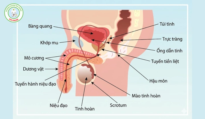 Hình Ảnh Bộ Phận Sinh Dục Nam Giới: Cấu Trúc Chi Tiết, Chức Năng & Thông Tin Y Khoa Dành Cho Người Truy Cập Hình Ảnh Bộ Phận Sinh Dục Nam Giới: Cấu Trúc Chi Tiết, Chức Năng & Thông Tin Y Khoa Dành Cho Người Truy Cập