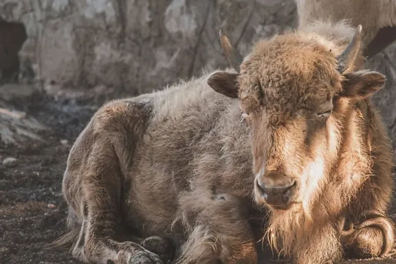 Tải Xuống Hình Ảnh Bò Rừng Miễn Phí Bản Quyền: Phân Loại Bison Và Bò Tót Cho Nhà Sáng Tạo