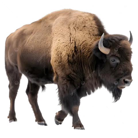 Tải Xuống Hình Ảnh Bò Rừng Miễn Phí Bản Quyền: Phân Loại Bison Và Bò Tót Cho Nhà Sáng Tạo