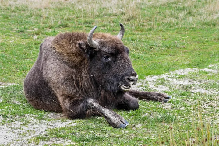 Tải Xuống Hình Ảnh Bò Rừng Miễn Phí Bản Quyền: Phân Loại Bison Và Bò Tót Cho Nhà Sáng Tạo