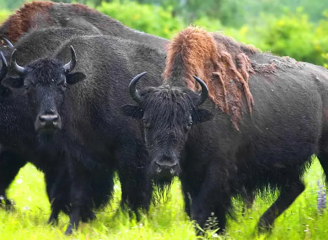 Tải Xuống Hình Ảnh Bò Rừng Miễn Phí Bản Quyền: Phân Loại Bison Và Bò Tót Cho Nhà Sáng Tạo