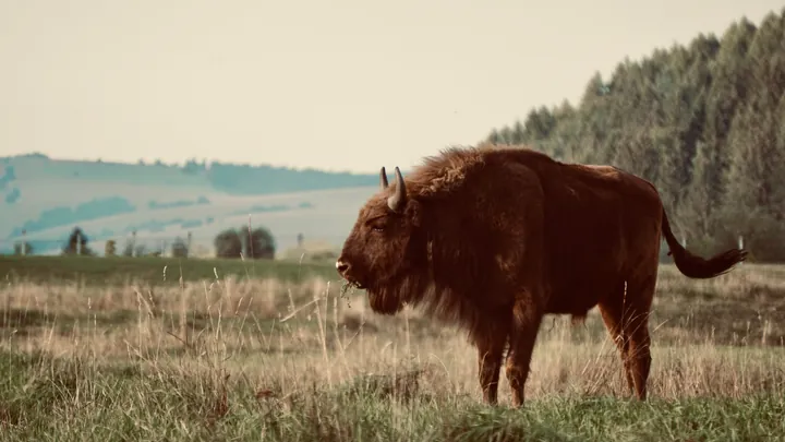 Tải Xuống Hình Ảnh Bò Rừng Miễn Phí Bản Quyền: Phân Loại Bison Và Bò Tót Cho Nhà Sáng Tạo