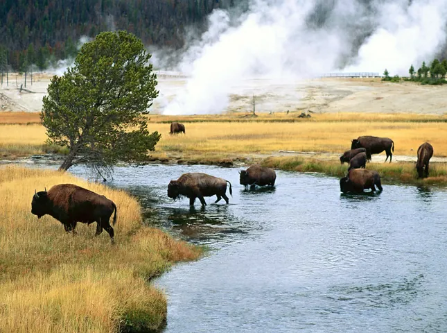 Tải Xuống Hình Ảnh Bò Rừng Miễn Phí Bản Quyền: Phân Loại Bison Và Bò Tót Cho Nhà Sáng Tạo