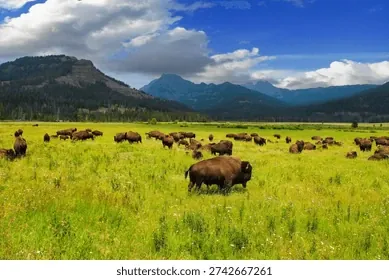 Tải Xuống Hình Ảnh Bò Rừng Miễn Phí Bản Quyền: Phân Loại Bison Và Bò Tót Cho Nhà Sáng Tạo