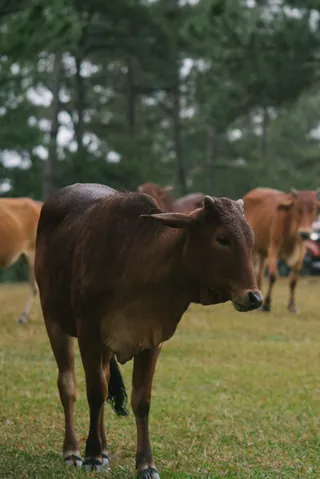 Tải Xuống Hình Ảnh Bò Rừng Miễn Phí Bản Quyền: Phân Loại Bison Và Bò Tót Cho Nhà Sáng Tạo