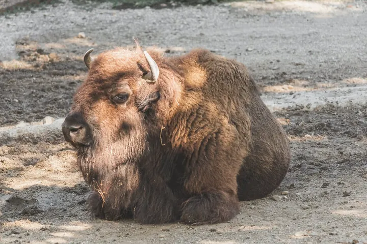 Tải Xuống Hình Ảnh Bò Rừng Miễn Phí Bản Quyền: Phân Loại Bison Và Bò Tót Cho Nhà Sáng Tạo