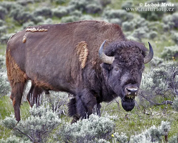 Tải Xuống Hình Ảnh Bò Rừng Miễn Phí Bản Quyền: Phân Loại Bison Và Bò Tót Cho Nhà Sáng Tạo