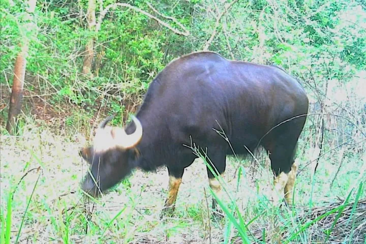 Tải Xuống Hình Ảnh Bò Rừng Miễn Phí Bản Quyền: Phân Loại Bison Và Bò Tót Cho Nhà Sáng Tạo