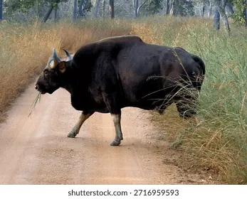 Tải Xuống Hình Ảnh Bò Rừng Miễn Phí Bản Quyền: Phân Loại Bison Và Bò Tót Cho Nhà Sáng Tạo