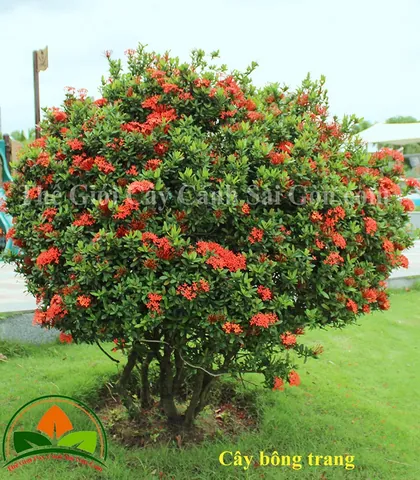 Chiêm Ngưỡng Hình Ảnh Bông Trang (mẫu Đơn) Đẹp Nhất Và Các Loài Phổ Biến Cho Người Yêu Hoa Chiêm Ngưỡng Hình Ảnh Bông Trang (mẫu Đơn) Đẹp Nhất Và Các Loài Phổ Biến Cho Người Yêu Hoa