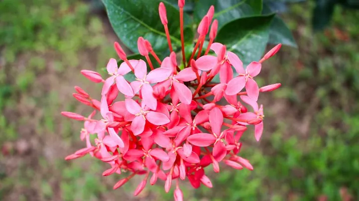 Chiêm Ngưỡng Hình Ảnh Bông Trang (mẫu Đơn) Đẹp Nhất Và Các Loài Phổ Biến Cho Người Yêu Hoa Chiêm Ngưỡng Hình Ảnh Bông Trang (mẫu Đơn) Đẹp Nhất Và Các Loài Phổ Biến Cho Người Yêu Hoa