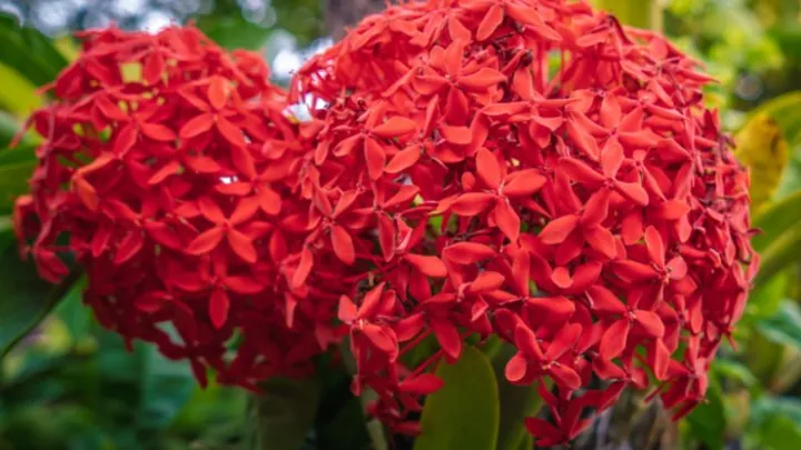 Chiêm Ngưỡng Hình Ảnh Bông Trang (mẫu Đơn) Đẹp Nhất Và Các Loài Phổ Biến Cho Người Yêu Hoa Chiêm Ngưỡng Hình Ảnh Bông Trang (mẫu Đơn) Đẹp Nhất Và Các Loài Phổ Biến Cho Người Yêu Hoa