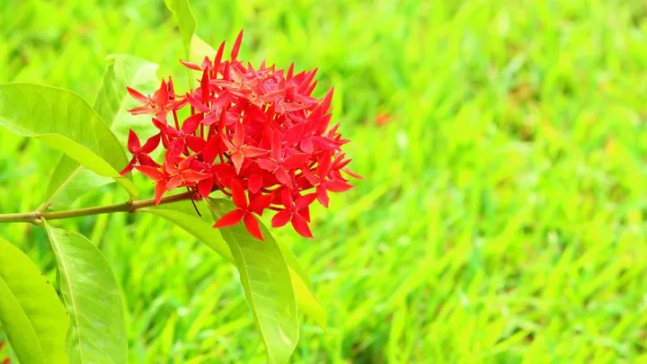 Chiêm Ngưỡng Hình Ảnh Bông Trang (mẫu Đơn) Đẹp Nhất Và Các Loài Phổ Biến Cho Người Yêu Hoa Chiêm Ngưỡng Hình Ảnh Bông Trang (mẫu Đơn) Đẹp Nhất Và Các Loài Phổ Biến Cho Người Yêu Hoa