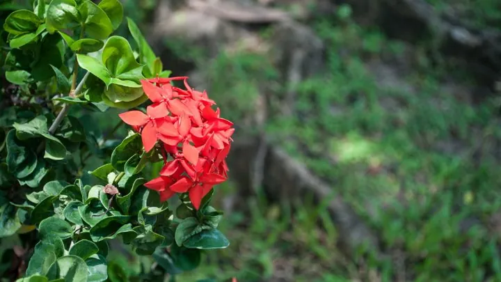 Chiêm Ngưỡng Hình Ảnh Bông Trang (mẫu Đơn) Đẹp Nhất Và Các Loài Phổ Biến Cho Người Yêu Hoa Chiêm Ngưỡng Hình Ảnh Bông Trang (mẫu Đơn) Đẹp Nhất Và Các Loài Phổ Biến Cho Người Yêu Hoa