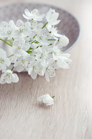 Chiêm Ngưỡng Hình Ảnh Bông Trang (mẫu Đơn) Đẹp Nhất Và Các Loài Phổ Biến Cho Người Yêu Hoa Chiêm Ngưỡng Hình Ảnh Bông Trang (mẫu Đơn) Đẹp Nhất Và Các Loài Phổ Biến Cho Người Yêu Hoa