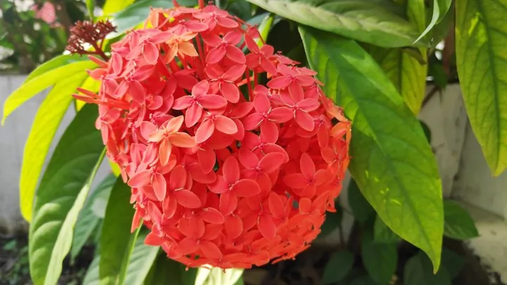 Chiêm Ngưỡng Hình Ảnh Bông Trang (mẫu Đơn) Đẹp Nhất Và Các Loài Phổ Biến Cho Người Yêu Hoa Chiêm Ngưỡng Hình Ảnh Bông Trang (mẫu Đơn) Đẹp Nhất Và Các Loài Phổ Biến Cho Người Yêu Hoa