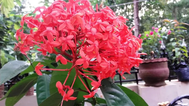 Chiêm Ngưỡng Hình Ảnh Bông Trang (mẫu Đơn) Đẹp Nhất Và Các Loài Phổ Biến Cho Người Yêu Hoa Chiêm Ngưỡng Hình Ảnh Bông Trang (mẫu Đơn) Đẹp Nhất Và Các Loài Phổ Biến Cho Người Yêu Hoa