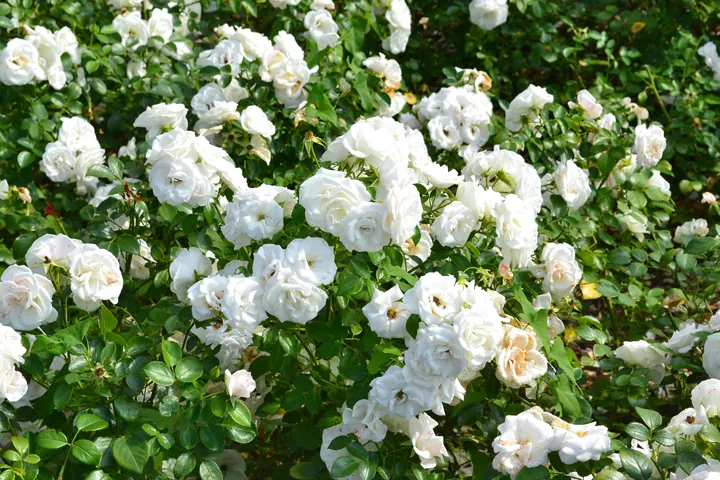 Chiêm Ngưỡng Hình Ảnh Bông Trang (mẫu Đơn) Đẹp Nhất Và Các Loài Phổ Biến Cho Người Yêu Hoa Chiêm Ngưỡng Hình Ảnh Bông Trang (mẫu Đơn) Đẹp Nhất Và Các Loài Phổ Biến Cho Người Yêu Hoa
