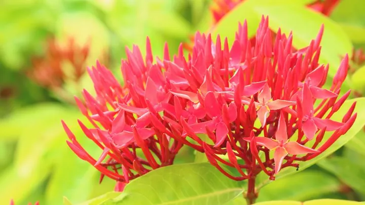 Chiêm Ngưỡng Hình Ảnh Bông Trang (mẫu Đơn) Đẹp Nhất Và Các Loài Phổ Biến Cho Người Yêu Hoa Chiêm Ngưỡng Hình Ảnh Bông Trang (mẫu Đơn) Đẹp Nhất Và Các Loài Phổ Biến Cho Người Yêu Hoa
