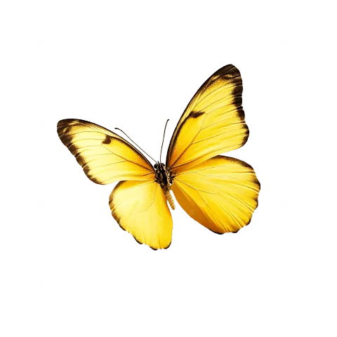 Tải Hình Ảnh Bướm Vàng Miễn Phí Cho Designer: Tổng Hợp Ảnh Thực Tế, Png Và Vector Tải Hình Ảnh Bướm Vàng Miễn Phí Cho Designer: Tổng Hợp Ảnh Thực Tế, Png Và Vector