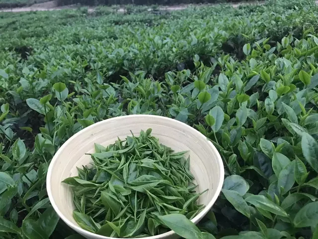 Khám Phá Hình Ảnh Búp Chè Và Cấu Tạo Tôm Lá Non Cho Người Yêu Trà