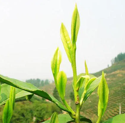 Khám Phá Hình Ảnh Búp Chè Và Cấu Tạo Tôm Lá Non Cho Người Yêu Trà