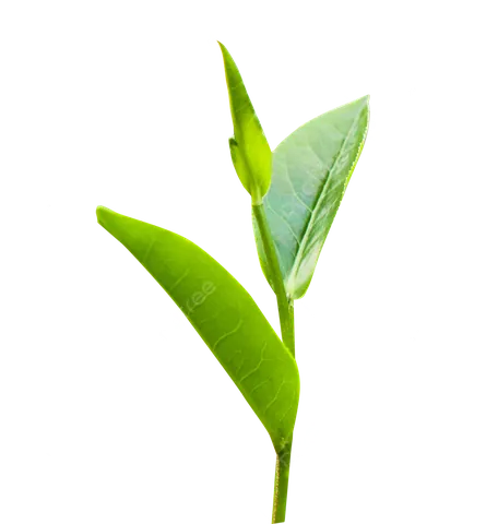 Khám Phá Hình Ảnh Búp Chè Và Cấu Tạo Tôm Lá Non Cho Người Yêu Trà