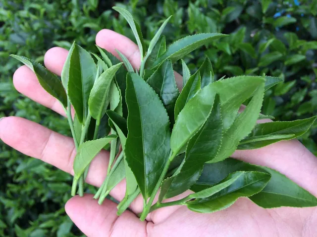 Khám Phá Hình Ảnh Búp Chè Và Cấu Tạo Tôm Lá Non Cho Người Yêu Trà