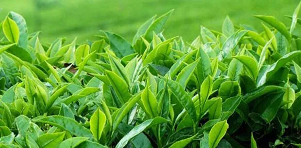 Khám Phá Hình Ảnh Búp Chè Và Cấu Tạo Tôm Lá Non Cho Người Yêu Trà