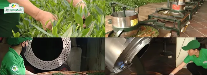 Khám Phá Hình Ảnh Búp Chè Và Cấu Tạo Tôm Lá Non Cho Người Yêu Trà