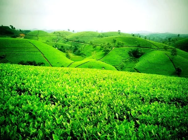Khám Phá Hình Ảnh Búp Chè Và Cấu Tạo Tôm Lá Non Cho Người Yêu Trà