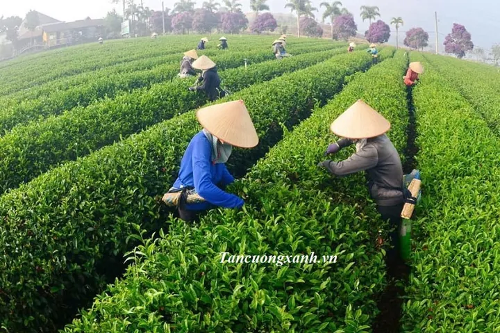 Khám Phá Hình Ảnh Búp Chè Và Cấu Tạo Tôm Lá Non Cho Người Yêu Trà
