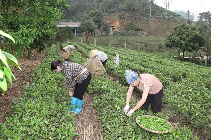 Khám Phá Hình Ảnh Búp Chè Và Cấu Tạo Tôm Lá Non Cho Người Yêu Trà