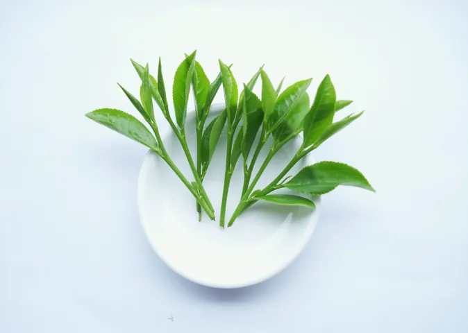 Khám Phá Hình Ảnh Búp Chè Và Cấu Tạo Tôm Lá Non Cho Người Yêu Trà