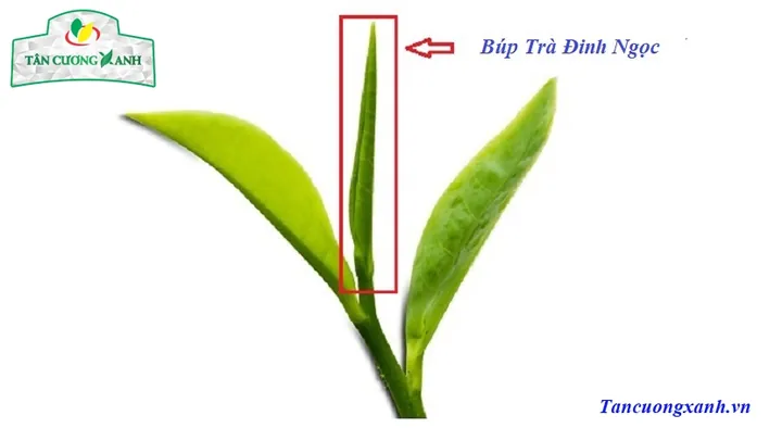 Khám Phá Hình Ảnh Búp Chè Và Cấu Tạo Tôm Lá Non Cho Người Yêu Trà