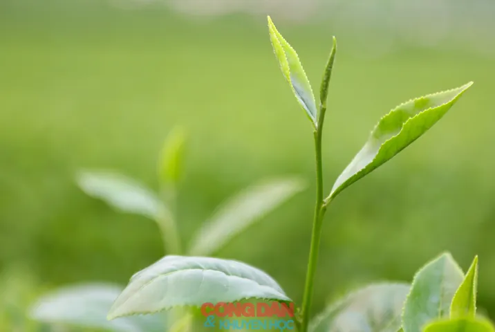 Khám Phá Hình Ảnh Búp Chè Và Cấu Tạo Tôm Lá Non Cho Người Yêu Trà