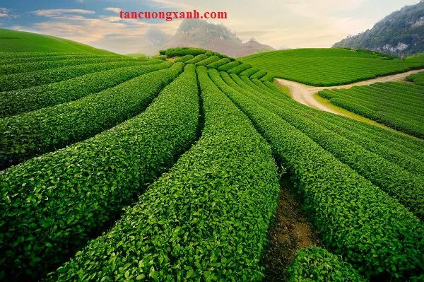 Khám Phá Hình Ảnh Búp Chè Và Cấu Tạo Tôm Lá Non Cho Người Yêu Trà