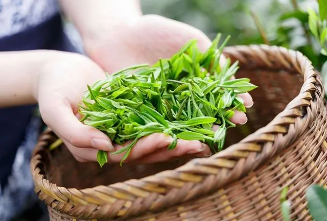 Khám Phá Hình Ảnh Búp Chè Và Cấu Tạo Tôm Lá Non Cho Người Yêu Trà
