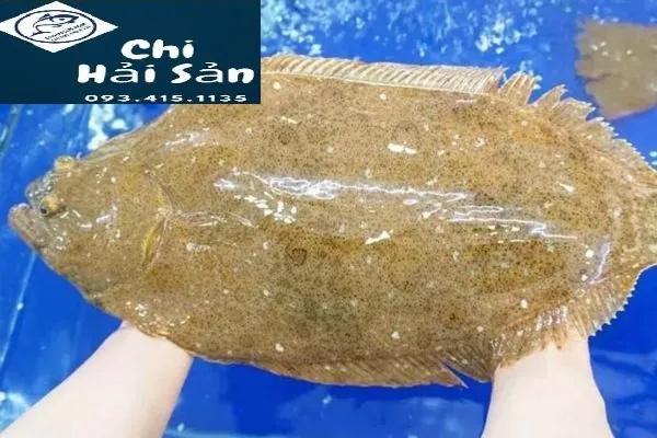 Khám Phá Hình Ảnh Cá Bơn (cá Lưỡi Trâu): Cách Nhận Diện Đặc Điểm Sinh Học Cho Người Nội Trợ Khám Phá Hình Ảnh Cá Bơn (cá Lưỡi Trâu): Cách Nhận Diện Đặc Điểm Sinh Học Cho Người Nội Trợ