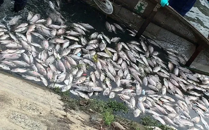 Tổng Hợp Hình Ảnh Cá Chết Hàng Loạt Và Nguyên Nhân Dành Cho Người Nuôi Cá Tổng Hợp Hình Ảnh Cá Chết Hàng Loạt Và Nguyên Nhân Dành Cho Người Nuôi Cá