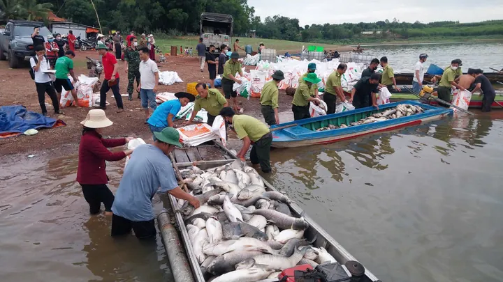 Tổng Hợp Hình Ảnh Cá Chết Hàng Loạt Và Nguyên Nhân Dành Cho Người Nuôi Cá Tổng Hợp Hình Ảnh Cá Chết Hàng Loạt Và Nguyên Nhân Dành Cho Người Nuôi Cá