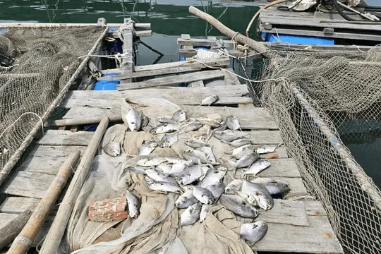 Tổng Hợp Hình Ảnh Cá Chết Hàng Loạt Và Nguyên Nhân Dành Cho Người Nuôi Cá Tổng Hợp Hình Ảnh Cá Chết Hàng Loạt Và Nguyên Nhân Dành Cho Người Nuôi Cá
